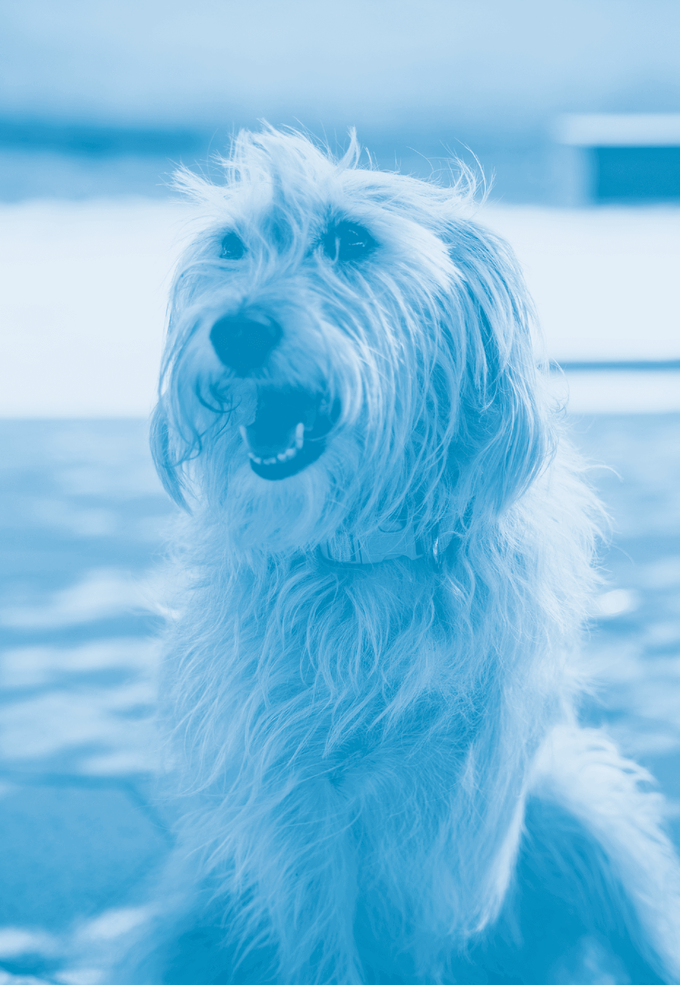 عطلة نهاية الأسبوع الصديقة للعائلة و الحيوانات الأليفة