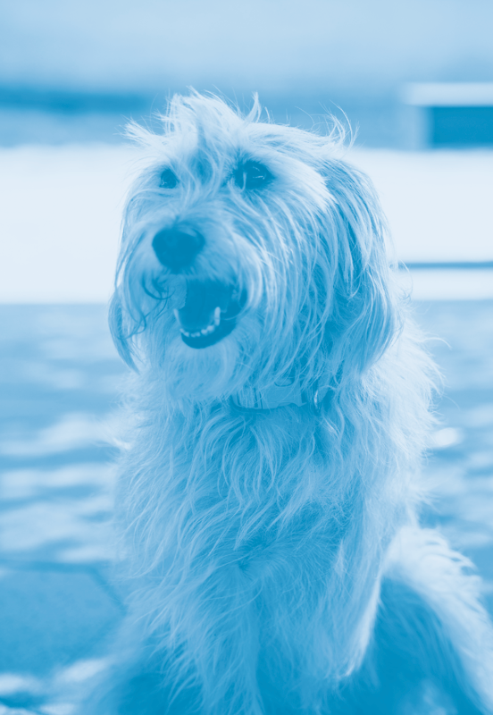 Pet-friendly-weekend